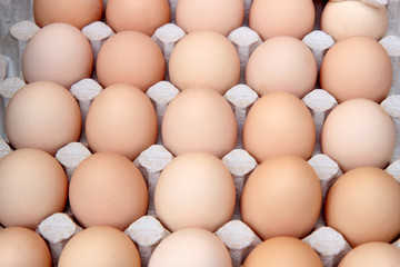 chicken eggs close up