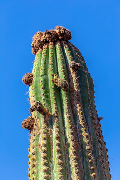 Chilenische Kaktee Echinopsis Atacamensis Mit Blauem Himmel