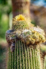 Mexikanische Kaktee Neobuxbaumia polylopha