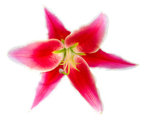 Fototapeta na wymiar Flower red wine lily isolated on white background with clipping path . - Image