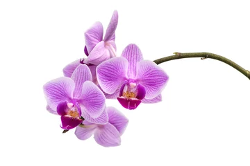Fotobehang Orchidee Afbeelding met orchidee