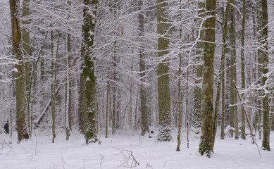 Fototapeta premium Wintertime landscape of snowy deciduous stand