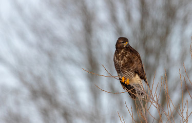 Common buzzard (Buteo buteo) on branch in winter