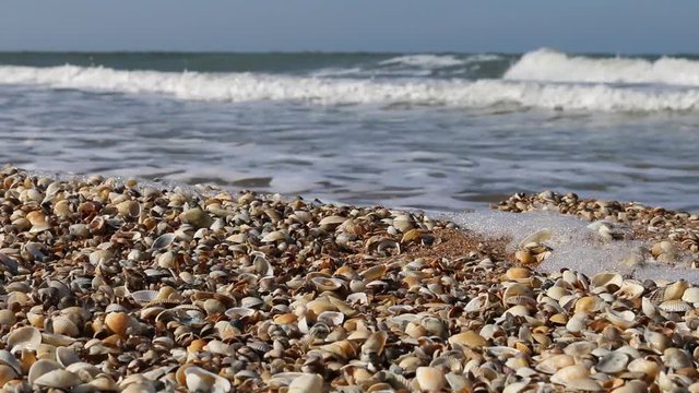 Nice-looking shell beach on Black sea (Crimea) with bright shells cockle, mussels, Venus clam, inflated ark, long-necked clams and so on. Prevails cockle (Cardium). Botticelli depicted 
