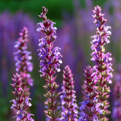 Purple flowering lavender flower shrubs (Lavandula), close up and selective focus
