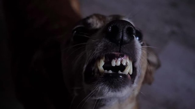 Angry dog bares his teeth