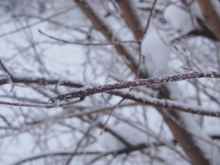 Snow and frost crystals lie on the branches of trees.