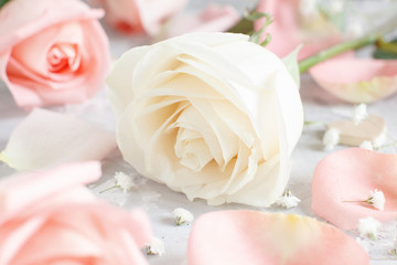 Pink and cream roses with petals