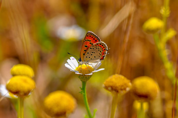 Beautiful butterflies sitting on flower