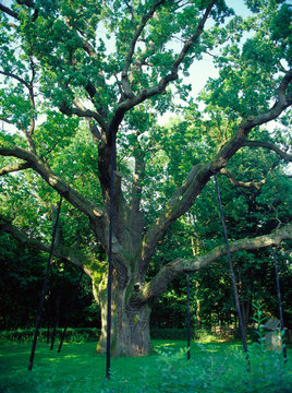 oak "Bartek", Bartkow, Poland