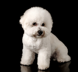 Bichon is isolated on a black background. Bichon Frise puppy. White dog. Bichon after grooming