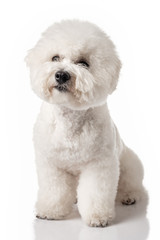 Bichon Frise puppy. Bichon is isolated on a white background. White dog. Bichon after grooming