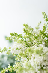 Bunch white lilac in glass vase. Bouquet flowers on light background. Wallpaper. Spring flowering trees
