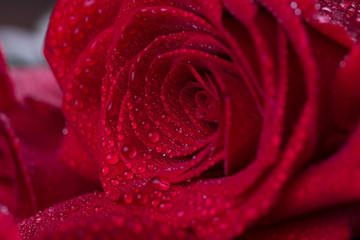 Red roses on wooden planks. Valentines day background