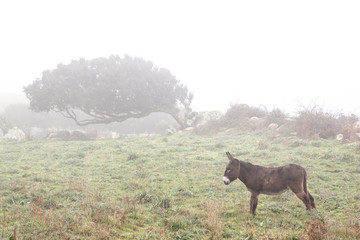Windswept trees in the fog with a brown donkey in Sardinia, Italy
