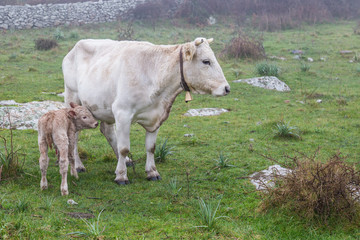 White cow with calf in the mountains of Sardinia, Italy