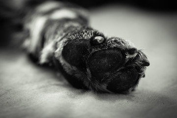 close up of english setter dog paw with claws in black and white