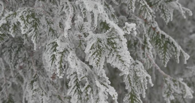 Frozen tree in hoarfrost in the winter