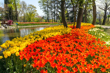 Obraz premium Flowerbed with bright yellow and orange tulips in Emirgan Park at the Tulip Festival, Istanbul, Turkey