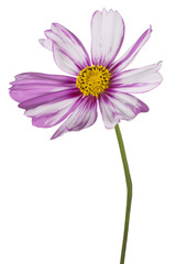 cosmos flower isolated