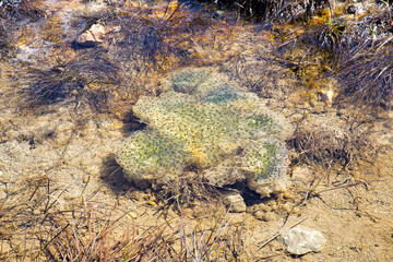 Cloud of frog spawn egg mass. European common frog ( Rana temporaria ) in a mountain pond