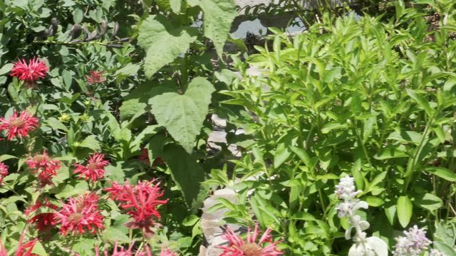 Deep red monarda in a garden bed