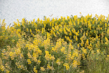 Obraz premium Plants and Flowers of New Zealand