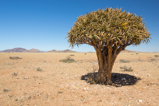 Köcherbaum Namibia