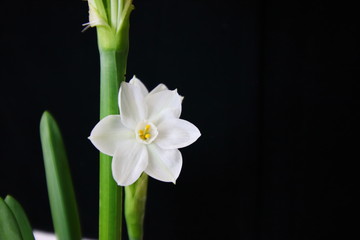 Naklejka premium paperwhite