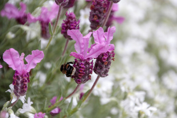 Plants and Flowers of New Zealand