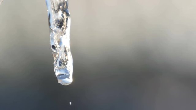 The icicle melts in the rays of the spring sun. Drops of water run down the melting icicle close up