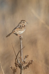 Song Sparrow perched on limb.