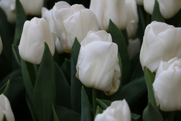 Vatican nature moments 