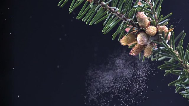 Fliegende Pollen der Fichte vor schwarzem Hintergrund im Studio in Zeitlupe