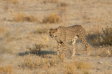 Gepard