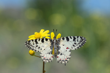 Obraz premium Papilionidae / Orman Fistosu / / Zerynthia cerisyi