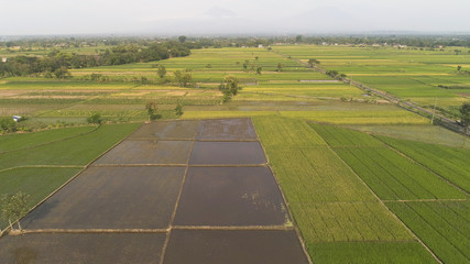 Obraz premium aerial view rice fields, agricultural land with sown green in countryside. farmland with agricultural crops in rural areas Java Indonesia. Land with grown plants of paddy