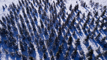 snowy forest landscape