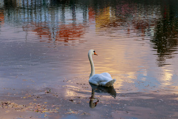 Fototapeta premium Swan swimming in the lake at sunset