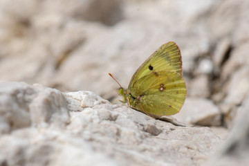 Pieridae / Sarı Azamet / / Colias crocea