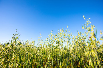 Fields of wheat in summer sunny day. Harvesting bread. Rural landscape with meadow and trees