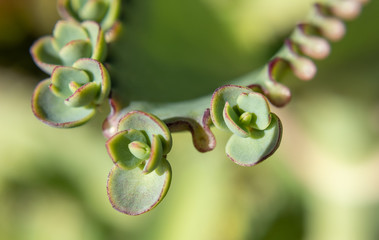 mother of thousands plant close up