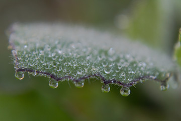 dew drops on green leaf