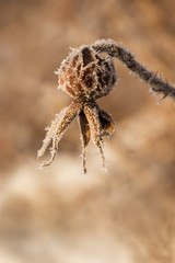 Close-up of a beautiful frosty rose hip (rosehip, rose haw, rose hep) on a sunny day in the winter. Orange and brown hue, blurred background.
