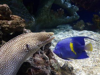 Fototapeta na wymiar Moray (Aquarium of Georgia)