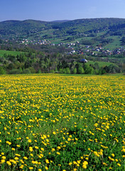 spring in Beskid Niski, Poland