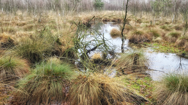 Totes Moor - Birken und Gr&auml;ser, Deutschland 