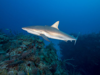 Fototapeta premium Haie