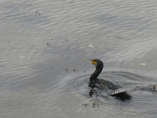 Cormoran sortant de l'eau .