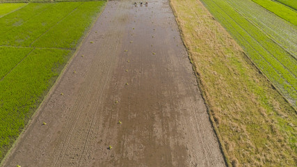 Obraz premium aerial vie aerial view rice fields, agricultural land with sown green in countryside. farmland with agricultural crops in rural areas Java Indonesia. Land with grown plants of paddy